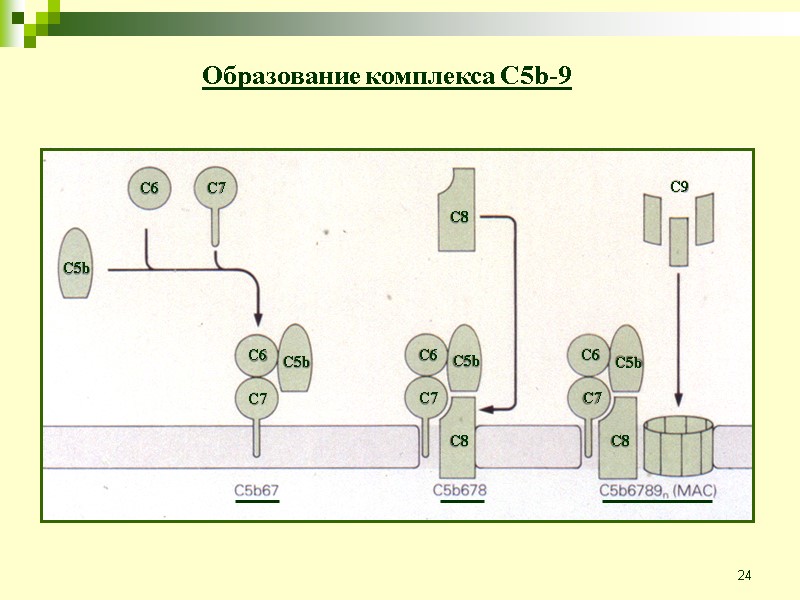 24 Образование комплекса C5b-9 C5b C6 C7 C6 C5b C5b C5b C6 C6 C7
